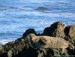 Animals_632