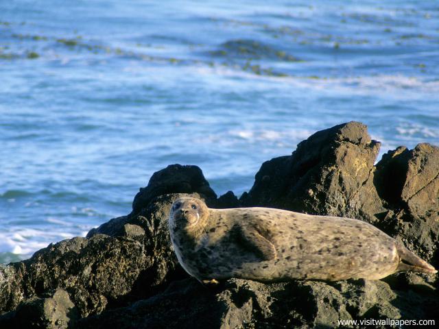 Animals_632