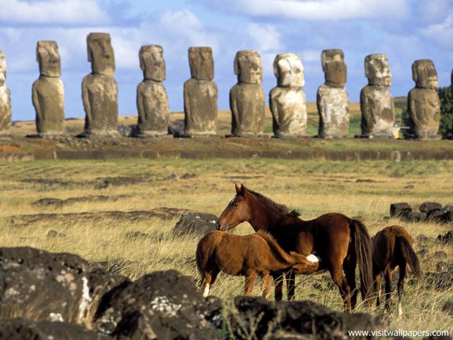 Animals_633