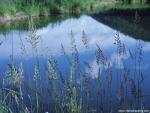 Sky_Reflected_in_a_Pond