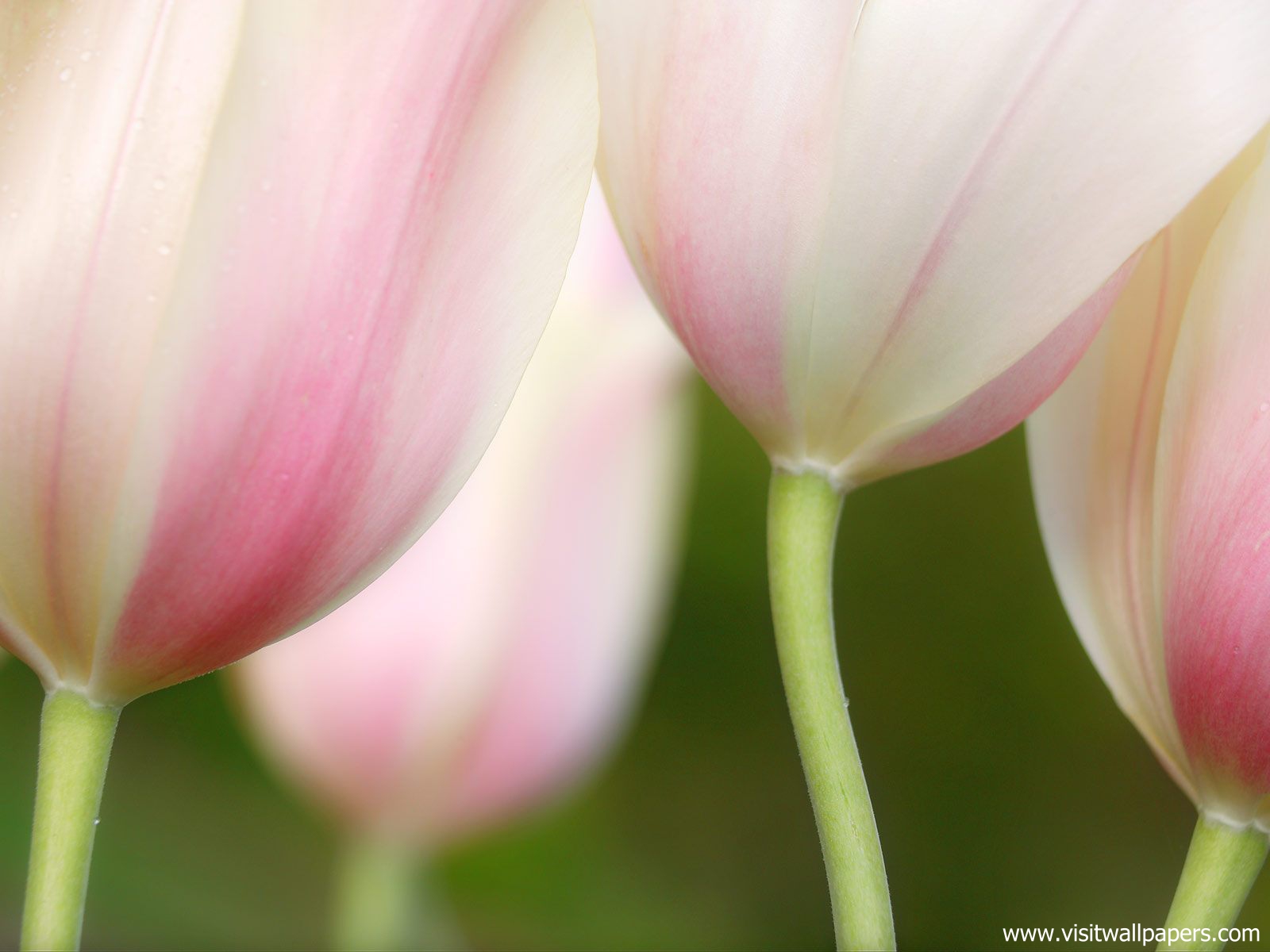 Painterly_Tulips
