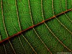 Poinsettia_Leaf