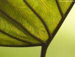 Veins_of_a_Leaf_01