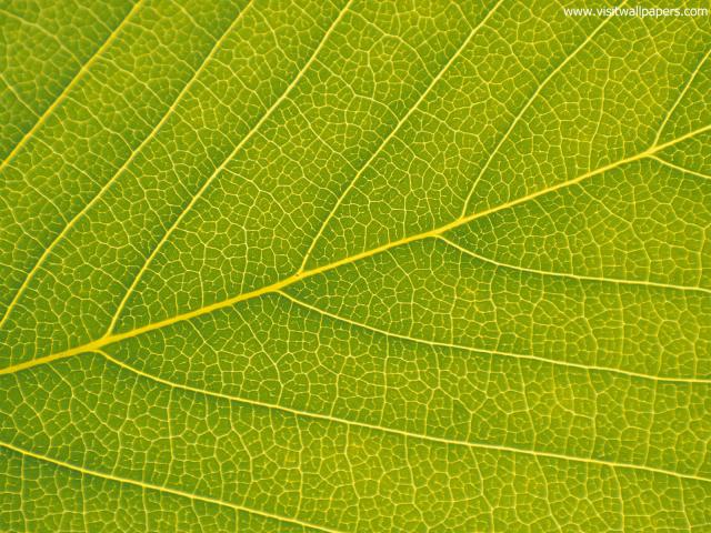 Veins_of_a_Leaf_02