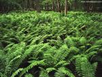green_033