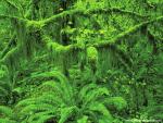 green_036
