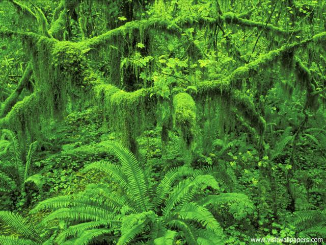 green_036