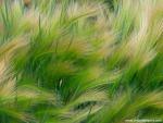 Foxtail_Barley