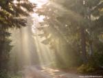 Morning_Light_04