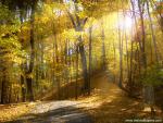 Morning_Light_07