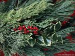 Holiday_Greens