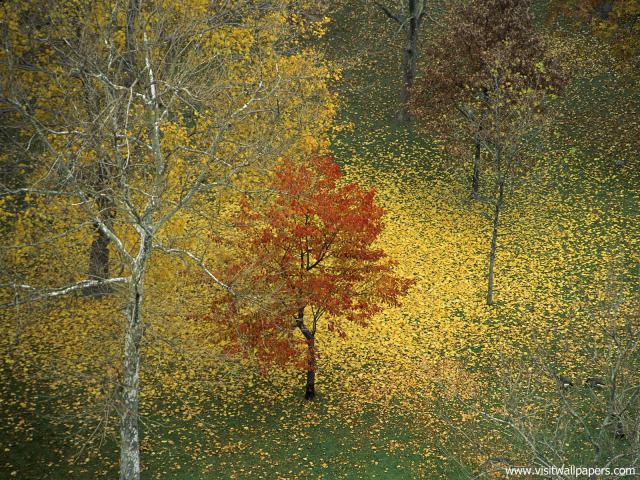 tree_241