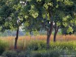 tree_242