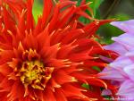 Flower_085