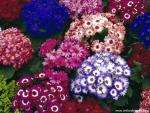 Flower_086