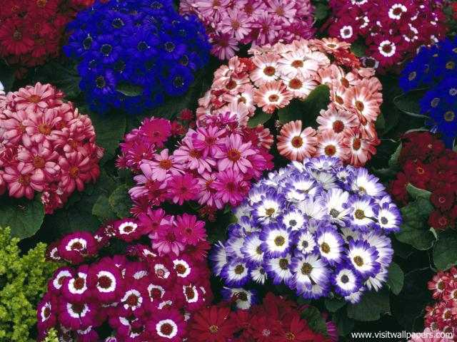 Flower_086