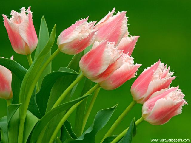 Flower_091