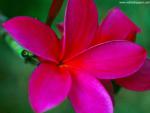 Flower_094