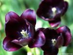 Flower_098