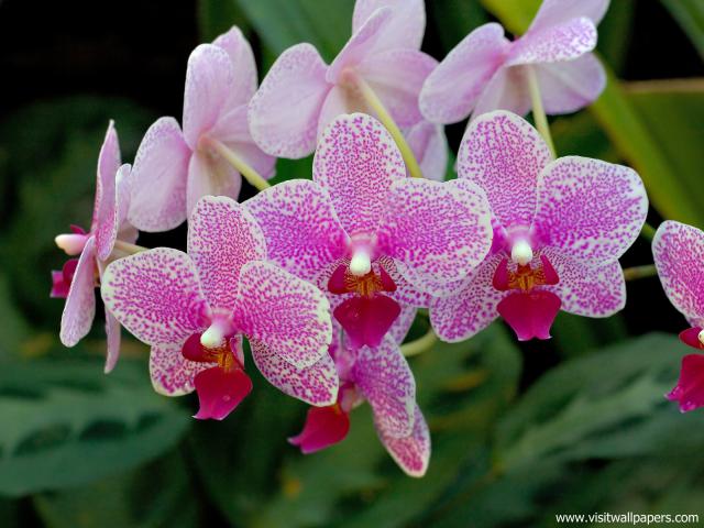 Flower_099