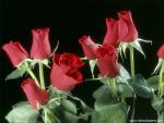 Flower_100