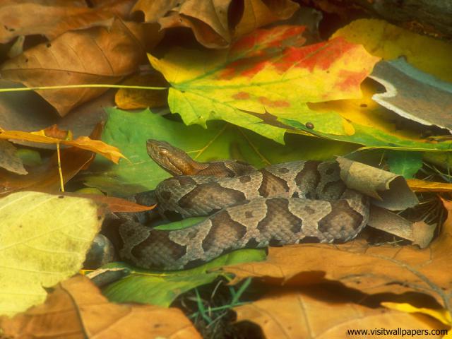 Animals_635