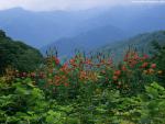 Parks_241