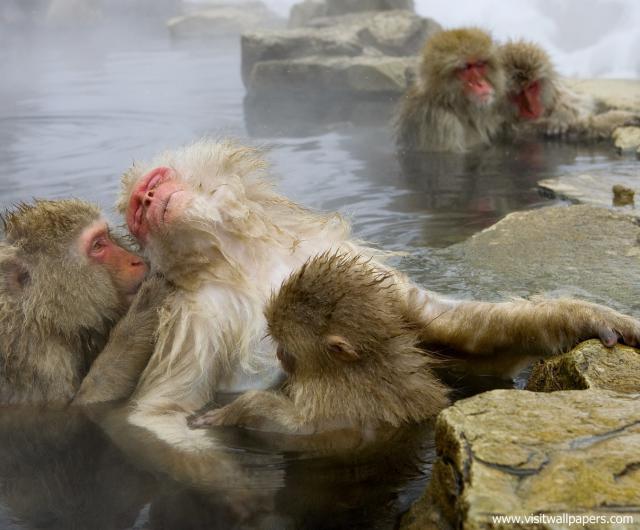 Animals_636