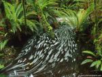 New_Zealand_192