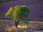 France_106