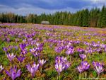 Parks_295