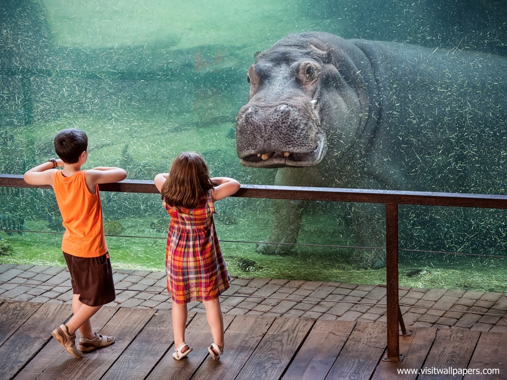Animals_638