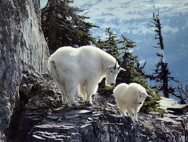 Animals_639