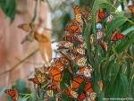 Animals_640