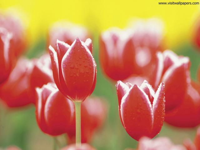 Flower_104