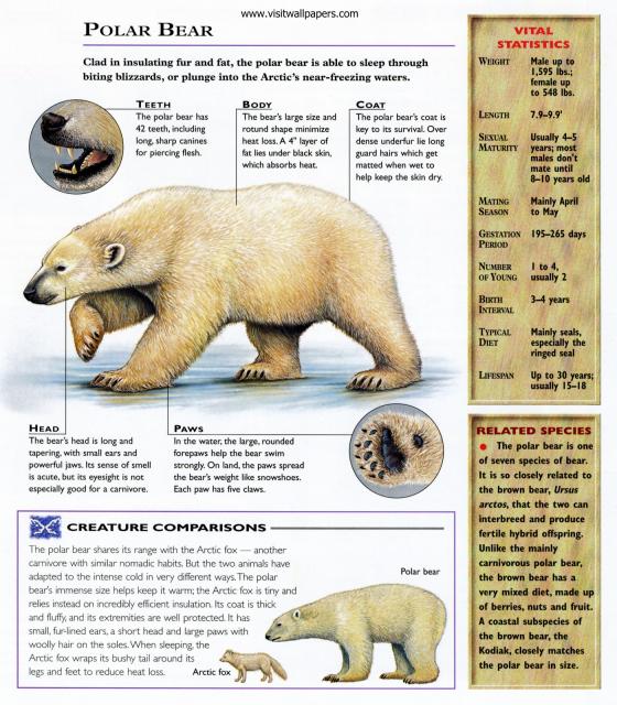 Animals_644