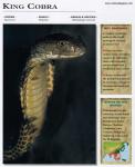 Animals_645