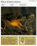 Animals_647