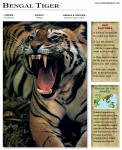 Tiger_115