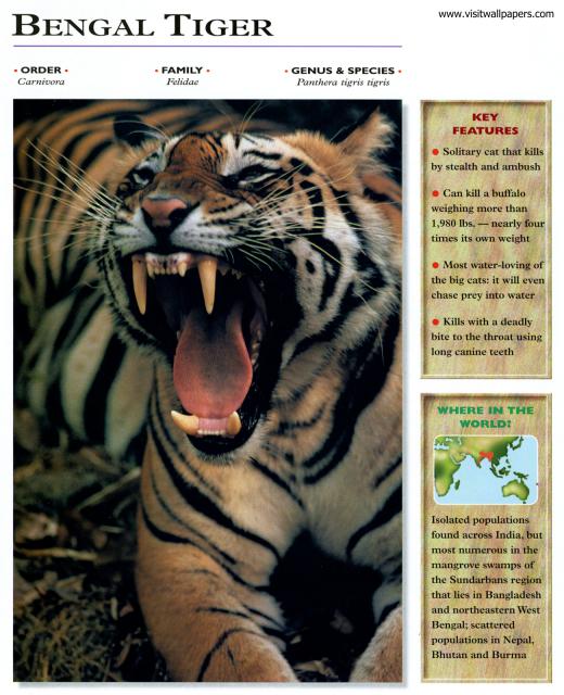 Tiger_115