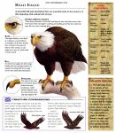 Birds_262
