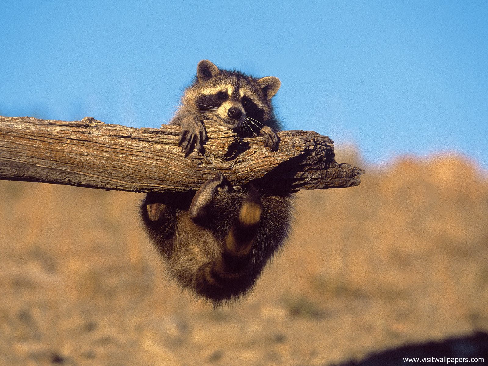 Animals_649