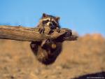Animals_649