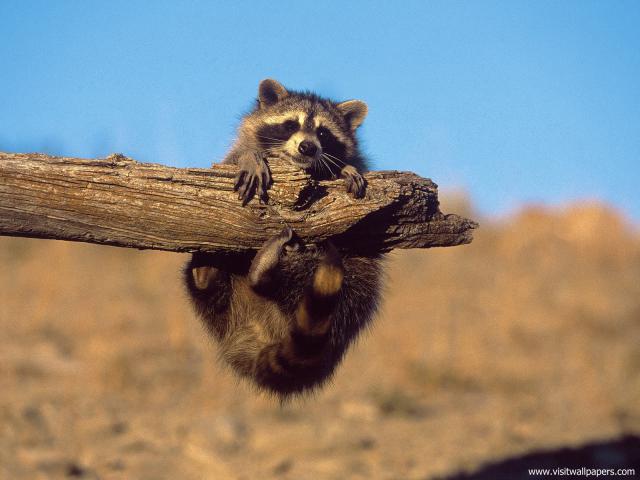 Animals_649