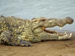 Animals_650