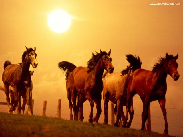 Animals_651