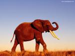 Animals_652