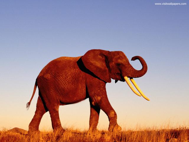 Animals_652