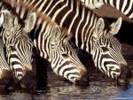 Animals_653