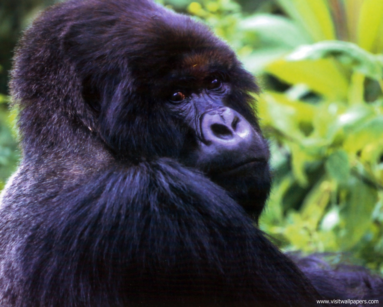 Animals_655